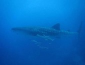 محميات البحر الأحمر تصدر ارشادات بشأن التعامل مع القرش الحوتى 