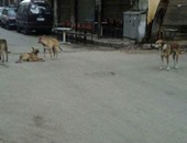 انتشار الكلاب الضالة فى شارع "القنطرة" بالأزبكية.. والأهالى يستغيثون 