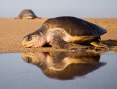 مئات السلاحف تضع البيض على شواطئ المكسيك