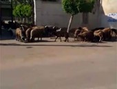 صحافة المواطن.. بالفيديو.. "حميات منوف" تتحول إلى مأوى للخرفان والماشية