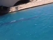 تداول مقطع فيديو لحوت صغير على أحد الشواطئ.. ورواد فيس بوك: فى مارينا