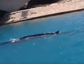 شاهد عيان بمارينا: فيديو "الحوت" صحيح.. ولم يسبب أزمة للمصيفين