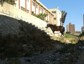 بالصور.. محيط مدرسة بالإسكندرية يتحول لإسطبل حيوانات