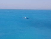 قارئ يرصد بالفيديو ظهورا جديدا لحوت على شاطئ قرية بالساحل الشمالى
