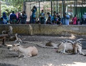 استمرار توافد المواطنين على حديقة الحيوان رغم انتهاء إجازة العيد