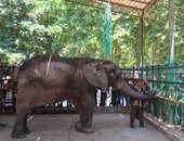 "الزراعة": مفاوضات مع الهند لاستيراد فيلة أسيوية لحديقة الحيوانات بالجيزة