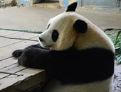 بالصور.. ولادة نادرة لباندا فى الصين بعد عملية تلقيح اصطناعى