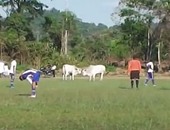 بالفيديو.. قطيع بقر يقتحم مباراة فى كأس بيرو