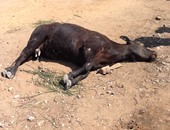 وزارة البيئة:متابعة أعمال الدفن الآمن لأبقار نافقة تم اكتشافها فى نهر النيل