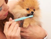 طبيب بيطرى: غسل أسنان الحيوانات الأليفة بانتظام يقيها من الأمراض