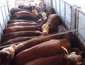 "الزراعة" تستقبل 31 ألف رأس ماشية و500 طن لحوم منتصف أبريل الجارى