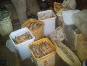 ضبط 20 طن أسماك مملحة غير صالحة للاستخدام الآدمى بكفر الشيخ