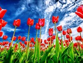 ملايين من أزهار التوليب تتفتح فى مهرجان سنوى للزهور بالولايات المتحدة  