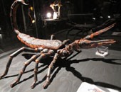 سم العقرب أحدث طفرة فى علاج التهاب المفاصل