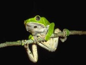 عقار مستخلص من الضفادع الخضراء يقوى الإنسان ويعزز السمع والبصر