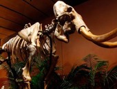 متحف أمريكى يتسلم هيكلا عظميا لحيوان ماموث اكتشف فى تكساس