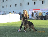منظمة "iku" تُنظّم مسابقة جمال الكلاب ببورسعيد