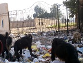 صحافة المواطن..انتشار القمامة خلف حديقة بدر بجسر السويس