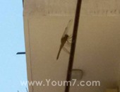 بالصور.. انتشار حشرة الرعاش يثير ذعر الأهالى بالإسكندرية