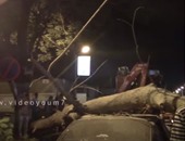 بالفيديو.. سقوط شجرة عملاقة تدمر سيارة بالمهندسين