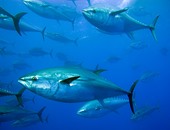 بالفيديو.. 10 فوائد لـ"سمك التونة" أهمها طرد السموم من الجسم
