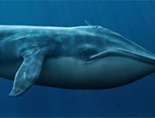 5 حقائق طريفة عن الحيتان الزرقاء.. "لسانه وزن الفيل وقلبه قد المينى كوبر"