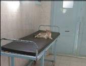 صحافة المواطن: القطط تحتل أسرة المرضى بمستشفى بسيون فى الغربية
