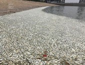 وسائل إعلام صينية تنشر صورا لآلاف الأسماك النافقة بالقرب من تيانجين