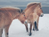 بالصور.. جلسة تصوير نادرة لمجموعة خيول بغابات أمريكا الشمالية
