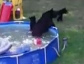 بالفيديو.. "السعادة للجميع" عائلة من الدببة تستمتع بحديقة أطفال
