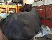 الطب البيطرى بسوهاج تكشف حقيقة واقعة الجاموسة: لا عقر والمصل احترازى