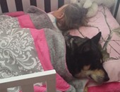 "سيلينا" كلبة لا تنام إلا بعد الاطمئنان على صغيرتها