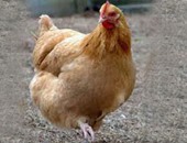 5 علامات توضح صلاحية الدجاجة للاستهلاك بعد شرائها.. اعرف التفاصيل