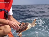 بالفيديو.. صغار السلاحف تنطلق إلى المحيط الأطلنطى "سو كيوت"
