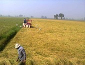 الرى: تعميم تجربة زراعة الأرز بالتكثيف فى 176 ألف فدان بالبحيرة 