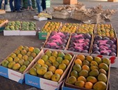  الزراعة تعلن فتح أسواق جنوب أفريقيا أمام المانجو المصرية لأول مرة