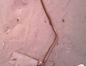 بالصور.. الثعابين تهاجم منازل فقراء العريش.. تتسلل من المقابر للبيوت والأهالى يقاومونها بالعصى والجهات المسئولة غائبة.. أحد الأهالى: قتلت ثعبانا طوله متر.. وأخرى: "بتهاجمنا فى الحمامات"