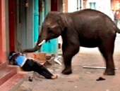 فيل يدهس مؤسس "دار رعاية الأفيال المسنين" بولاية ماين الأمريكية