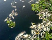 البيئة:وجود الأقفاص السمكية فى النيل مخالف للقانون ونطالب بإزالتها فورا 
