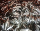 رئيس قطاع حماية النيل بوزارة الرى: إزالة أقفاص الأسماك النافقة برشيد
