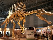 عرض أكبر هيكل عظمى لـ"التيرانوصور" فى باريس