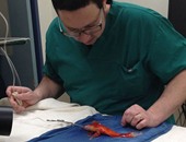 بالصور.."ديلى ميل":عملية جراحية دقيقة لإزالة ورم من رأس سمكة ذهبية