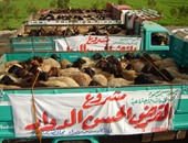 "جمعية مصطفى محمود" تدعم مزارعى الصعيد بمشروع تربية الأغنام