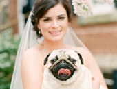 بالصور.. أشخاص يرفضون إقامة حفل زفافهم دون حضور كلبهم