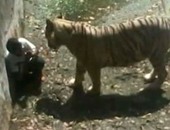 بالفيديو.. نمر أبيض يمزق شابا داخل حديقة حيوان فى الهند