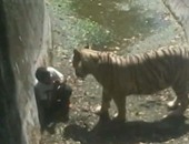 بالفيديو.. نمر أبيض يمزق شابا داخل حديقة حيوان فى الهند