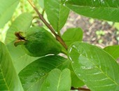 4 فوائد لأوراق الجوافة.. أبرزها التخسيس وعلاج الإسهال