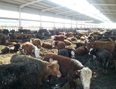 مربو الماشية ببورسعيد: نفوق مئات المواشى بسبب الحمى القلاعية