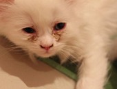 كمادات الشاى العلاج الأسرع لالتهابات عيون القطط