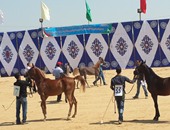 محافظ الشرقية يتابع الاستعدادات النهائية لاستضافة مهرجان الخيول العربية